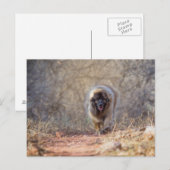 Carte Postale Lion marche (Devant / Derrière)