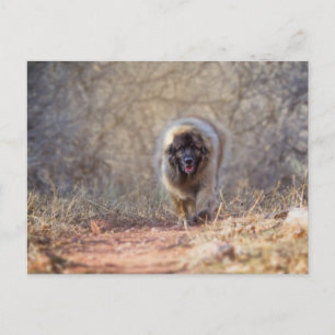 Carte Postale Lion marche