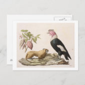 Carte Postale Lion monkey and condor, native to Chili ou Équateu (Devant / Derrière)