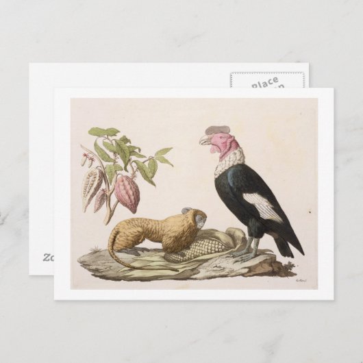 Carte Postale Lion monkey and condor, native to Chili ou Équateu (Devant / Derrière)