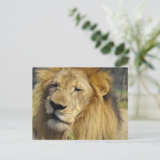 Carte Postale Lion narling (Debout devant)