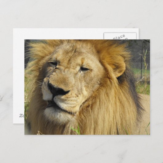 Carte Postale Lion narling (Devant / Derrière)