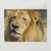 Carte Postale Lion narling (Devant)