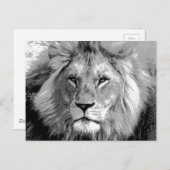 Carte Postale Lion noir blanc (Devant / Derrière)