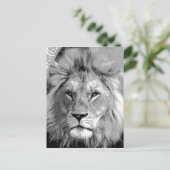 Carte Postale Lion noir blanc (Debout devant)