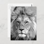 Carte Postale Lion noir blanc (Devant / Derrière)