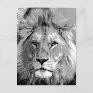 Carte Postale Lion noir blanc