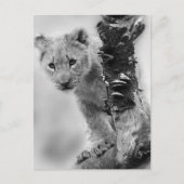 Carte Postale Lion noir et blanc (Devant)