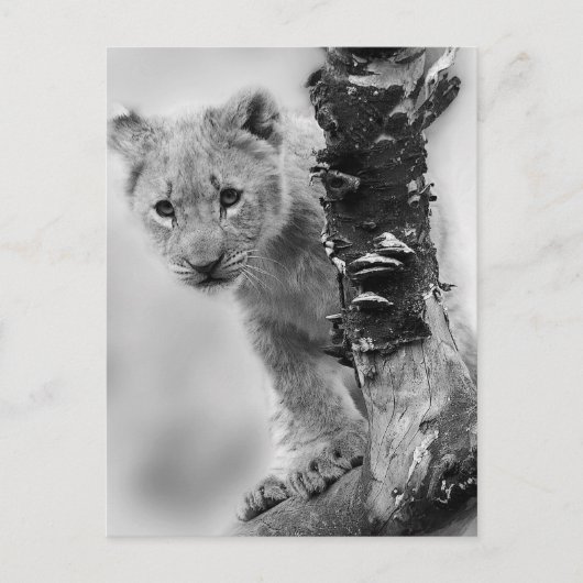 Carte Postale Lion noir et blanc (Devant)