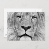 Carte Postale Lion noir et blanc (Devant / Derrière)