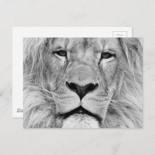 Carte Postale Lion noir et blanc (Devant / Derrière)