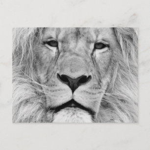 Carte Postale Lion noir et blanc