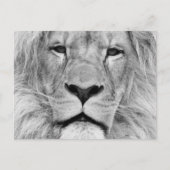 Carte Postale Lion noir et blanc (Devant)