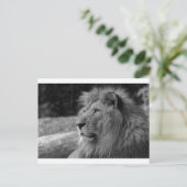 Carte Postale Lion noir et blanc - Animal sauvage (Debout devant)