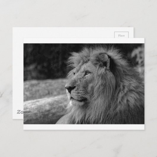 Carte Postale Lion noir et blanc - Animal sauvage (Devant / Derrière)