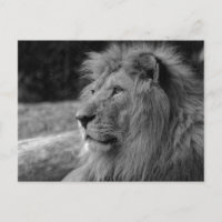 Lion noir et blanc le roi - Photographie animale
