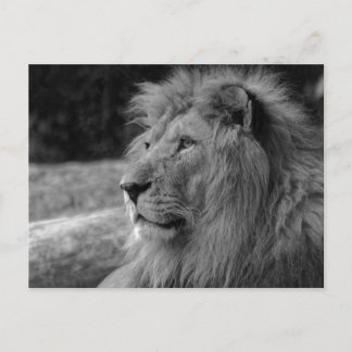 Carte Postale Lion noir et blanc le roi - Photographie animale