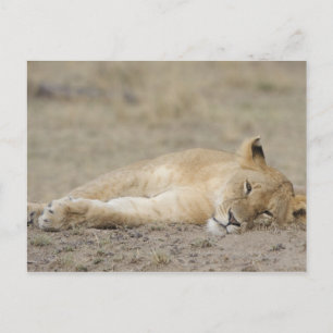 Carte Postale Lion (Panthera leo, Lion leo, Masai Mara Game