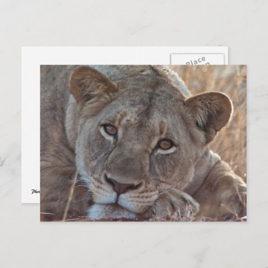 Carte postale Lion pensive (Devant / Derrière)