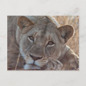 Carte postale Lion pensive (Devant)