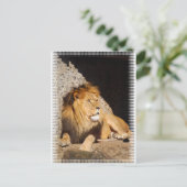 Carte postale Lion Photo (Debout devant)