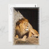 Carte postale Lion Photo (Devant / Derrière)