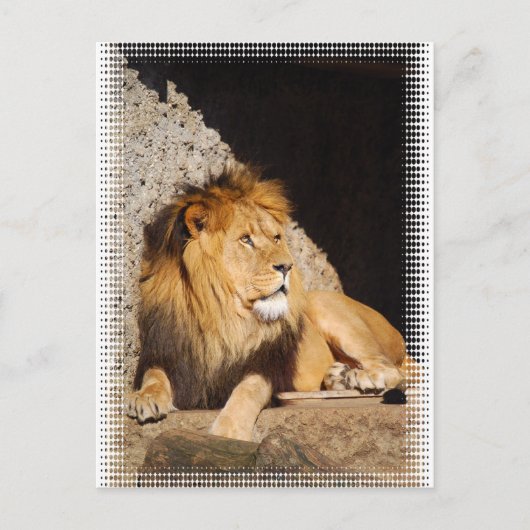 Carte postale Lion Photo (Devant)