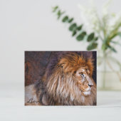Carte Postale Lion [Postcard] ポ ♥ ー ド (Debout devant)