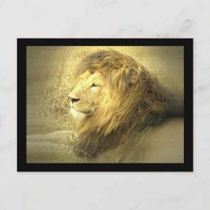 Carte postale Lion Pride