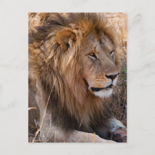 Carte Postale Lion Réserve nationale de Maasai Mara, Kenya