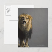 Carte Postale Lion rugissant (Devant / Derrière)