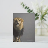 Carte Postale Lion rugissant (Debout devant)