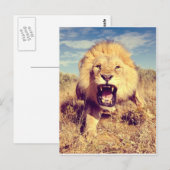 Carte Postale Lion sauvage (Devant / Derrière)
