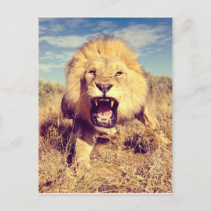 Carte Postale Lion sauvage