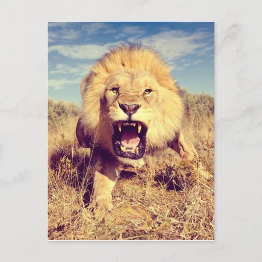 Carte Postale Lion sauvage (Devant)