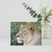 Carte Postale Lion-set-1-008 (Debout devant)