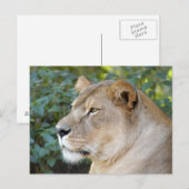 Carte Postale Lion-set-1-008 (Devant / Derrière)
