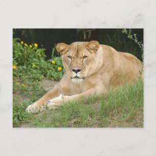 Carte Postale Lion-set-1-015 de Barbarie