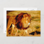 Carte Postale Lion solitaire (Devant / Derrière)