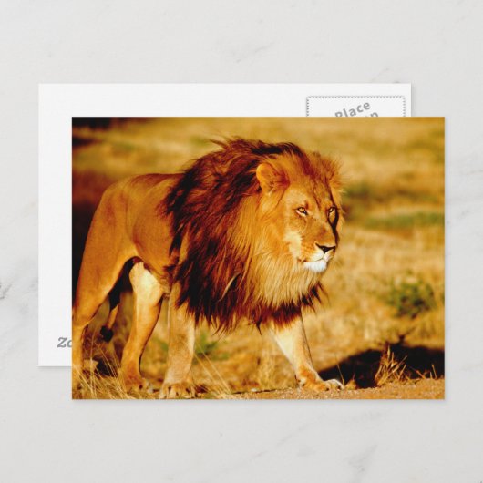 Carte Postale Lion solitaire (Devant / Derrière)