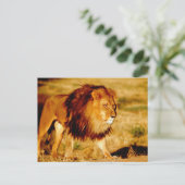 Carte Postale Lion solitaire (Debout devant)