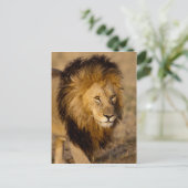 Carte Postale Lion Stalking (Debout devant)