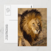 Carte Postale Lion Stalking (Devant / Derrière)