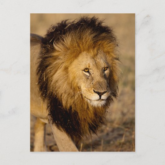 Carte Postale Lion Stalking (Devant)