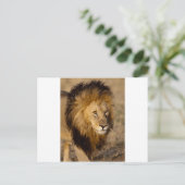 Carte Postale Lion Stalking (Debout devant)