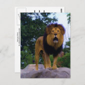 Carte postale Lion sur un Rocher (Devant / Derrière)