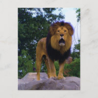 Carte postale Lion sur un Rocher