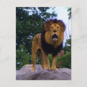 Carte postale Lion sur un Rocher