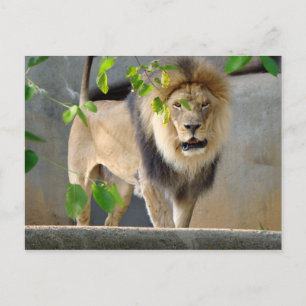Carte postale Lion Wildlife
