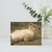 Carte Postale lionceau mignon détendez-vous stress santé mentale (Debout devant)